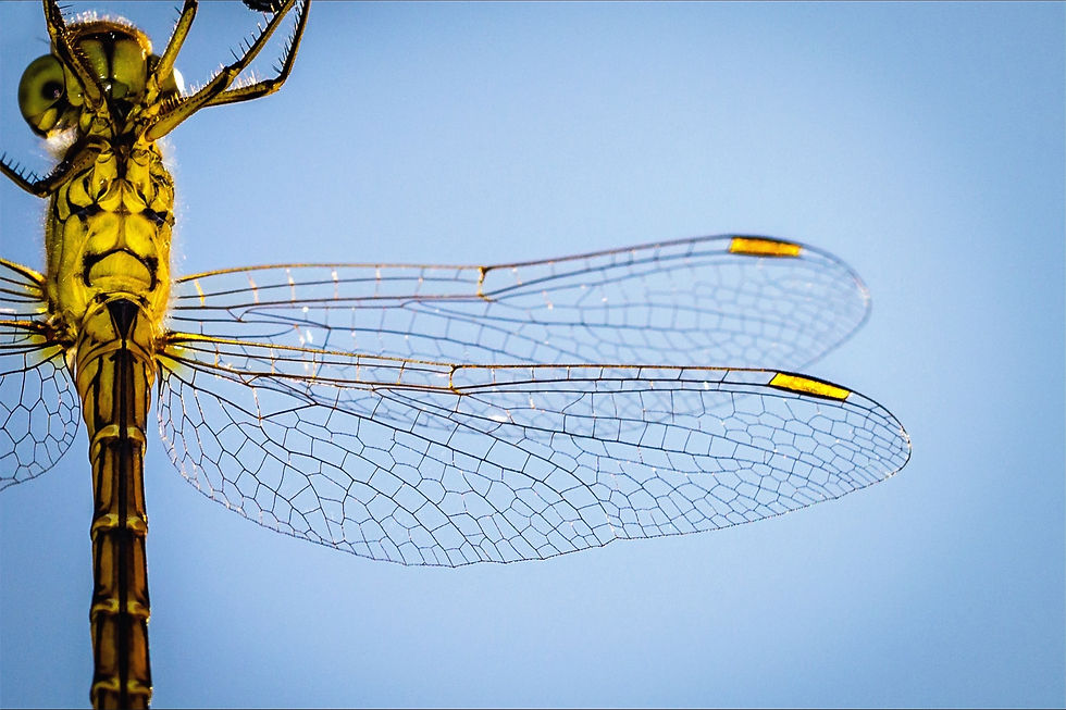 Macro yellow dragonfly_edited.jpg