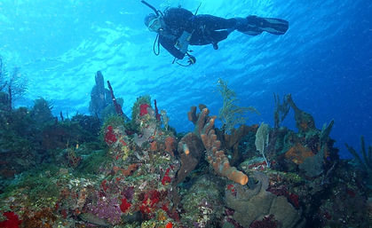 Diving and Scuba St Croix Virgin Islands