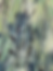 Thumbnail: Seagrass 1