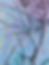 Thumbnail: Rose