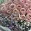 Thumbnail: 99/108 玫瑰花束 Roses Bouquet PP-WHPK99PB