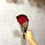 縮圖：(只限門市自取)情人節袋裝單枝玫瑰 Valentine's Day Single Stem Single Rose 25VD-RG1(只限門市自取)
