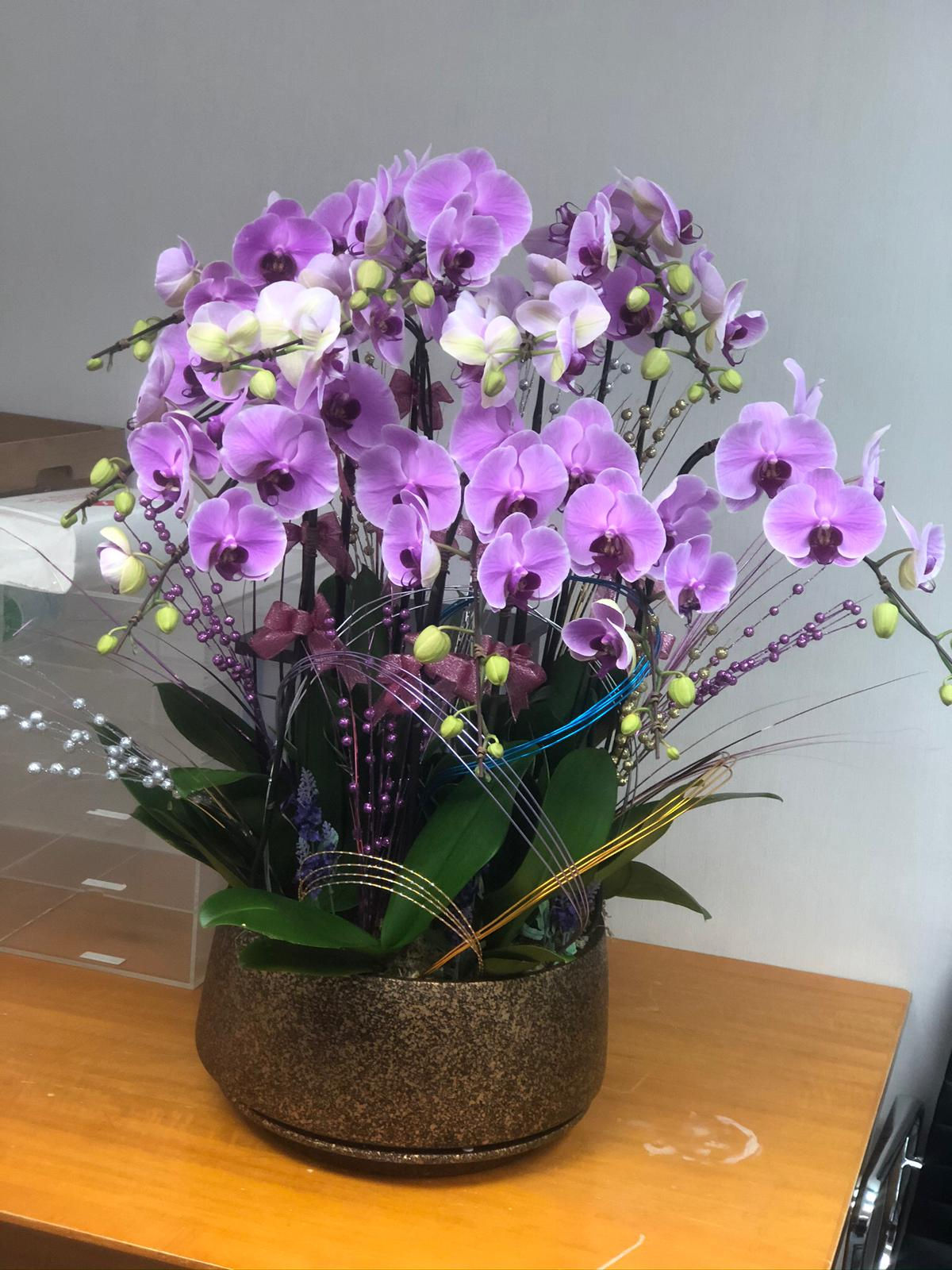 蘭花擺設賀禮- 15槍粉紅色蝴蝶蘭 ORCPK-15A