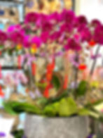 Orchids 10 Purple Phalaenopsi