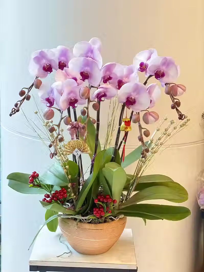 縮圖：5枝粉紫色的中式蝴蝶蘭新年盆栽 蘭花擺設賀禮- 5槍粉紅色蝴蝶蘭 ORCPK-05B