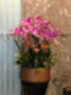 蘭花擺設賀禮- 15槍藏寶圖蝴蝶蘭 ORCMAP-15A