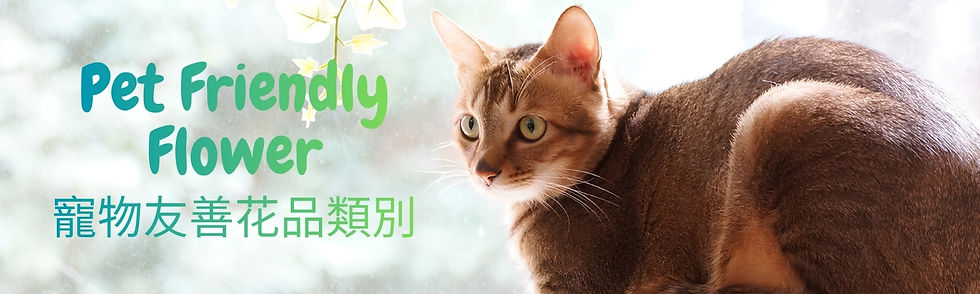 Pet Friendly Flower