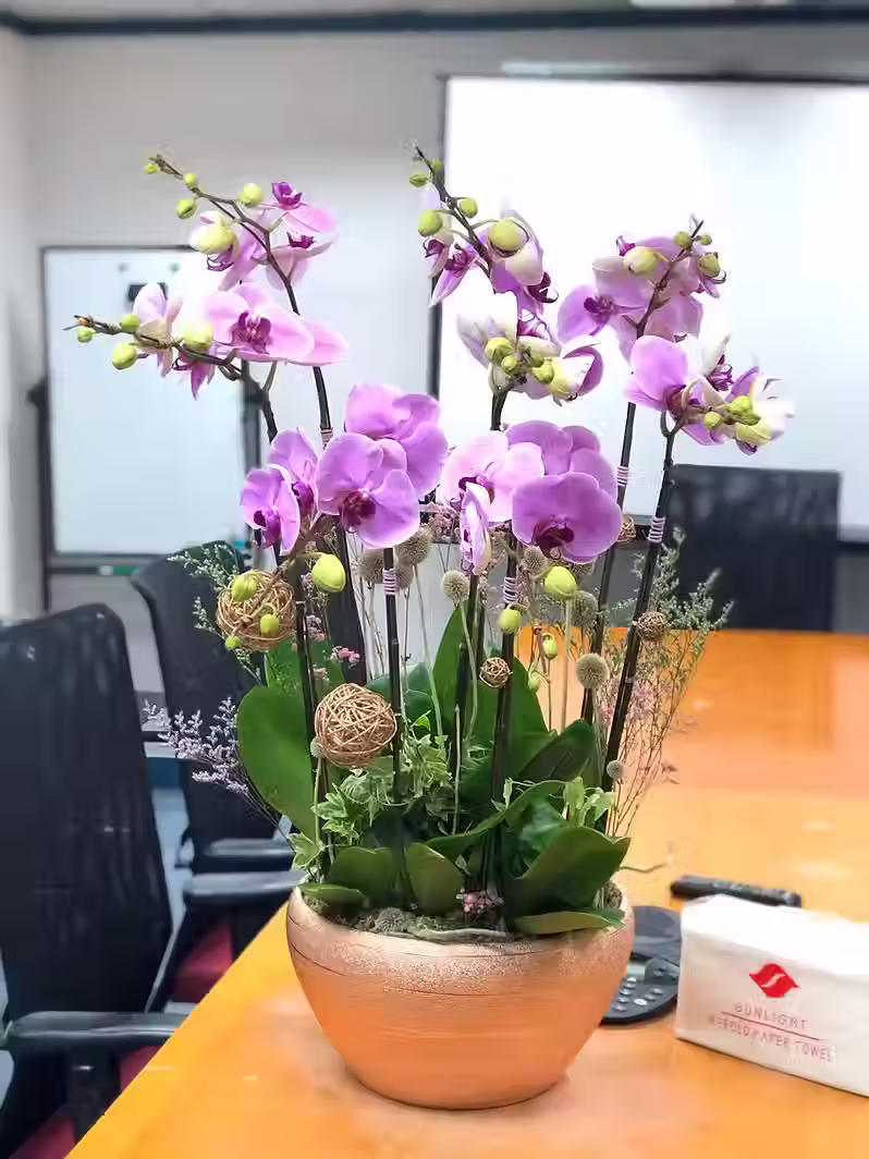 Thumbnail: 蘭花擺設賀禮 粉紅色蘭花 ORCPK-08C
