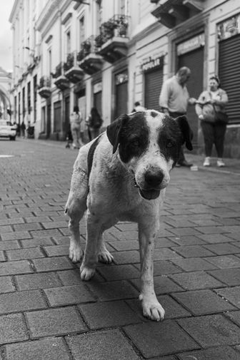 Perro callejero caminando en primer plano por la calle García Moreno en el centro histórico de Quito, con fachadas coloniales al fondo
