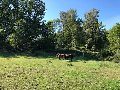 IMG_0085.jpeg