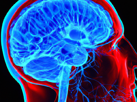 Comportamento no Cotidiano: A Perspectiva da Neurociência