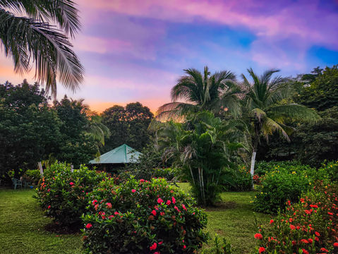 Navigating the Dos and Don’ts of Ayahuasca in Costa Rica