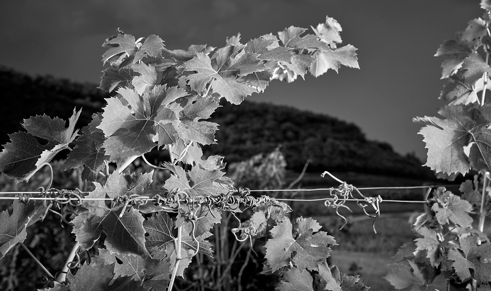 bertani 2.jpg