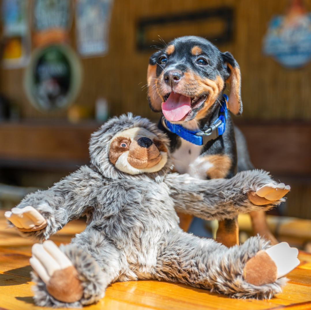 fluff and tuff sloth