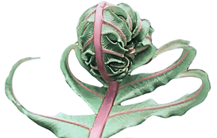 Unfurling Leaf