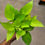 Thumbnail: Neon Pothos (Epipremnum aureum)