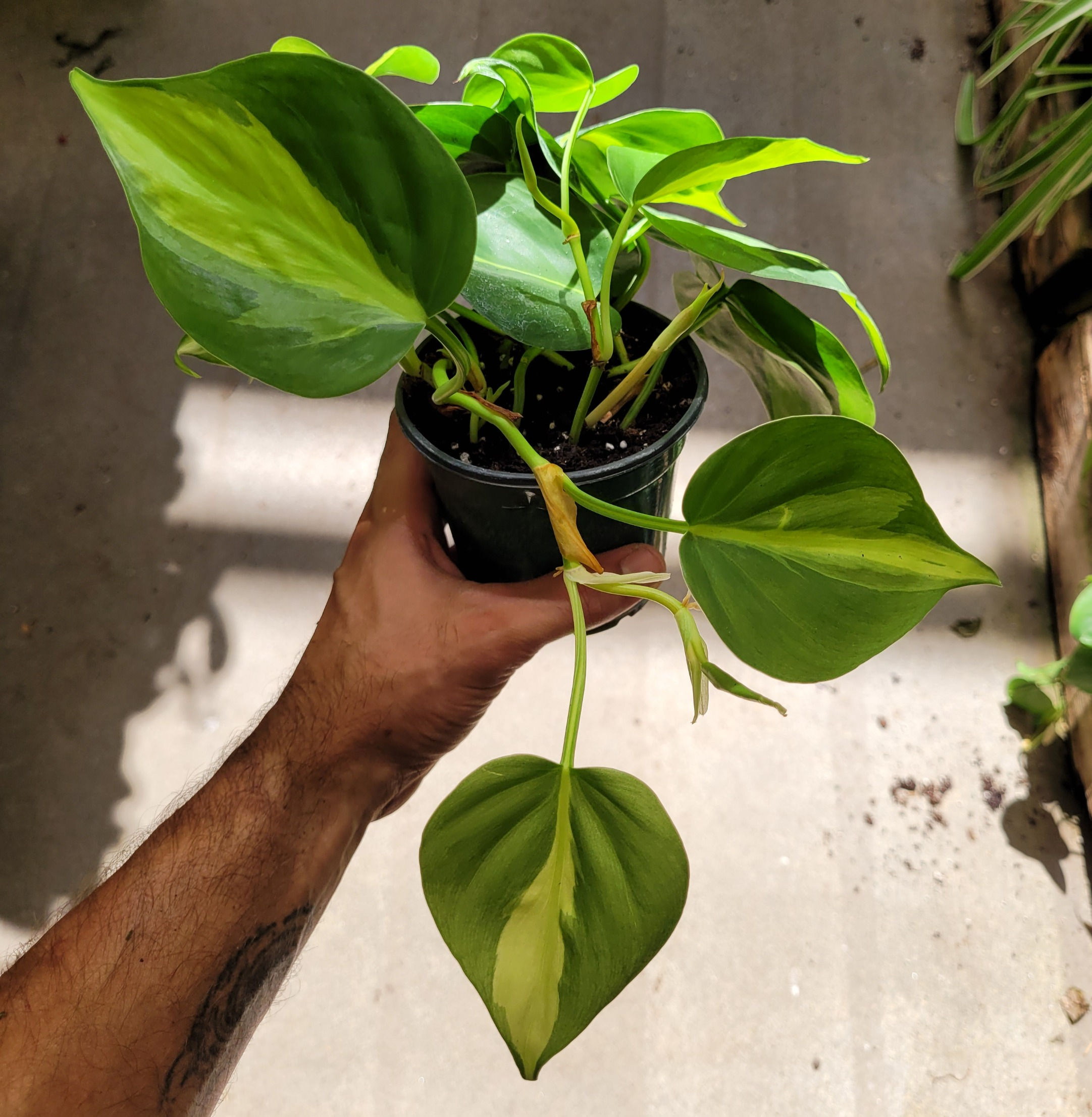 Philodendron Brasil (Philodendron hederaceum)
