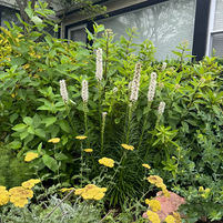 Understanding Weeds and How to Handle Them