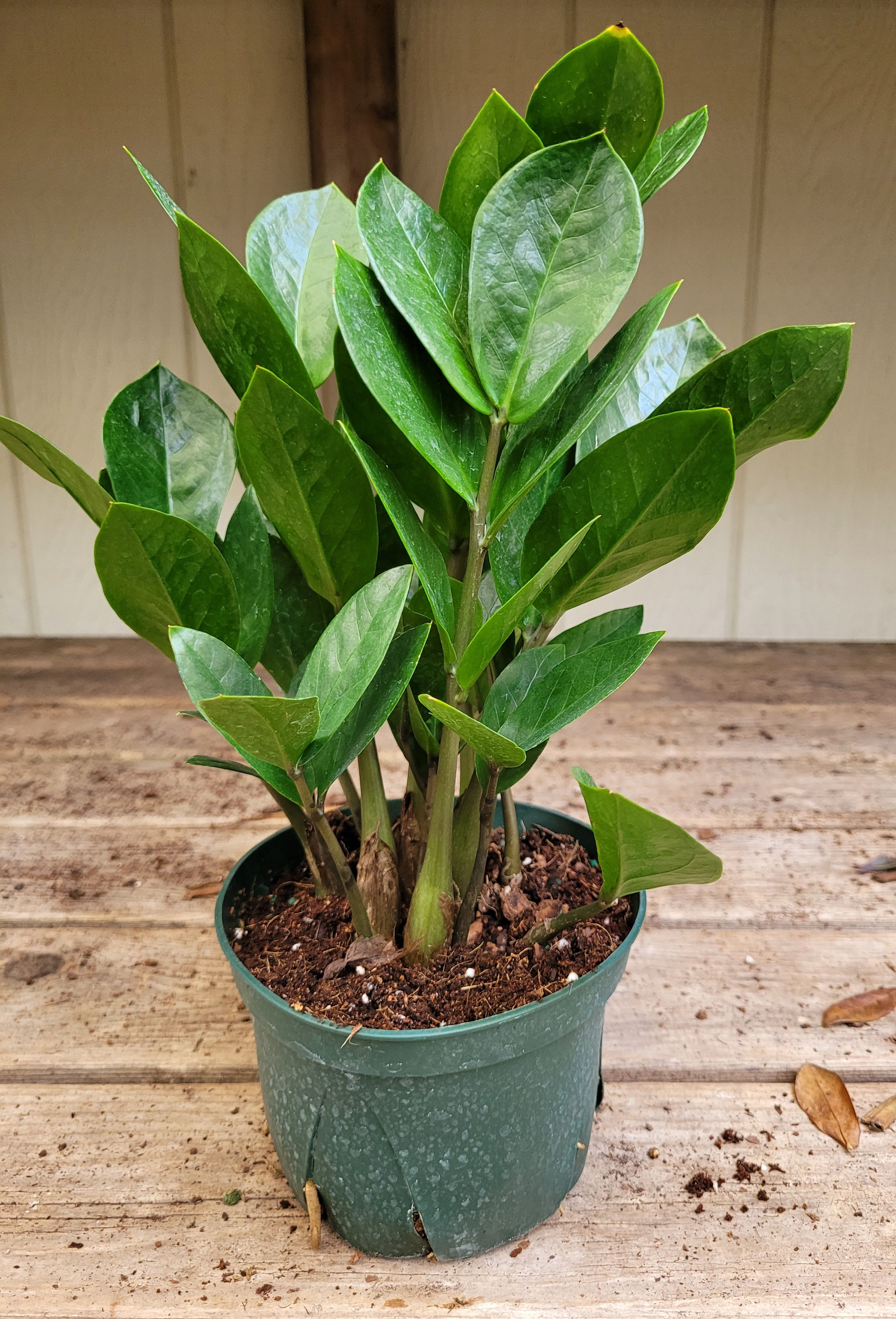 Zz Plant (Zamioculca zamiifolia)