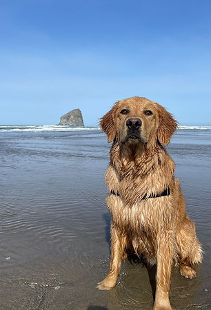 Golden Retriever at Beach