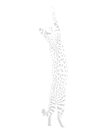 Savannah F1 hybride de serval