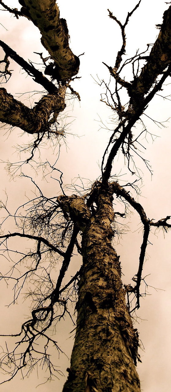 wooden dendrites 1