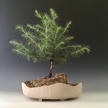 Leisa Russell_Himalayan Cedar Landscape