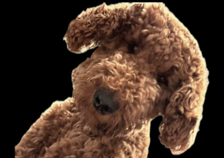pup2 Murphie.JPG