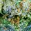 Thumbnail: Hemp living - MONKEY PIE, PRE ROLL, 1G, 3.5G
