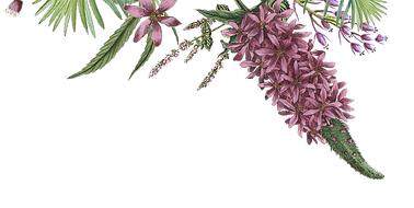 Illustrated Flowers 2_edited.png