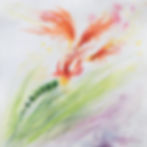 Crocosmia Dream 2021