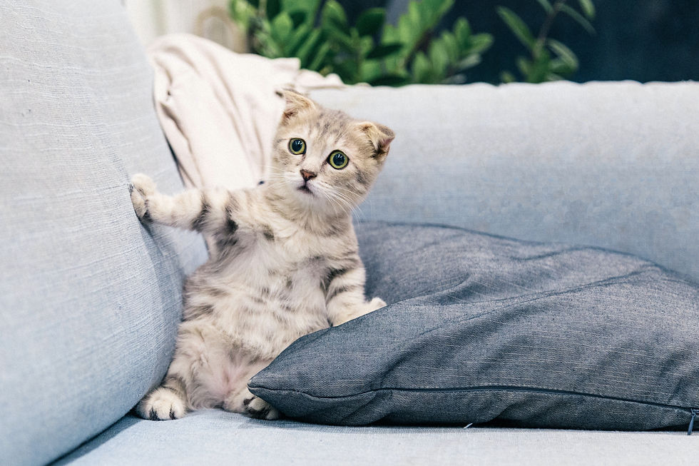 Cat is afraid of change. By Tranmautritam @ Pexels