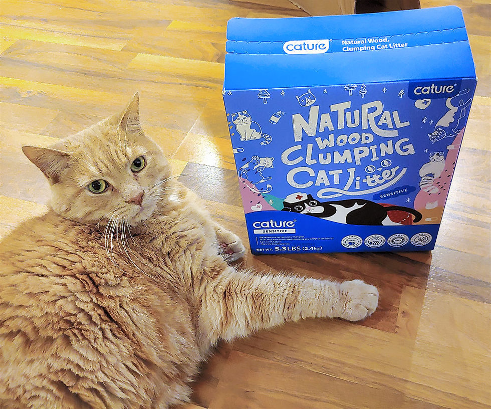 Cature Natural Wood Clumping Cat Litter Sensitive box beside a cute orange cat