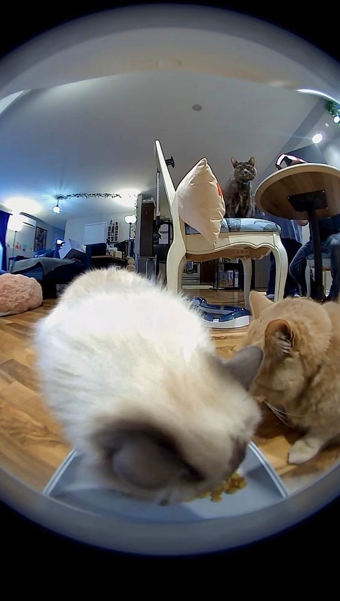 Instachew Smart Pet Feeder app shows three cats eating