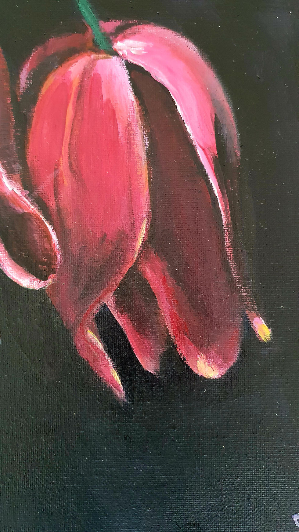 Thumbnail: Tulips night.