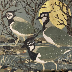Sue Welfare Lapwings