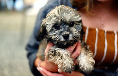 dog-4370694_1920_edited.jpg