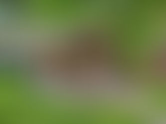 How to turn your yard into a backyard paradise!