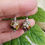 Thumbnail: Bead Earrings - DECO DAISY