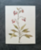 Thumbnail: Botanical VI - 8" x 10"