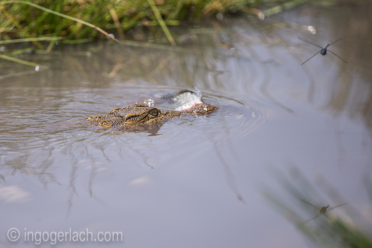 Krokodil_und_Tilapia_D8N_4893