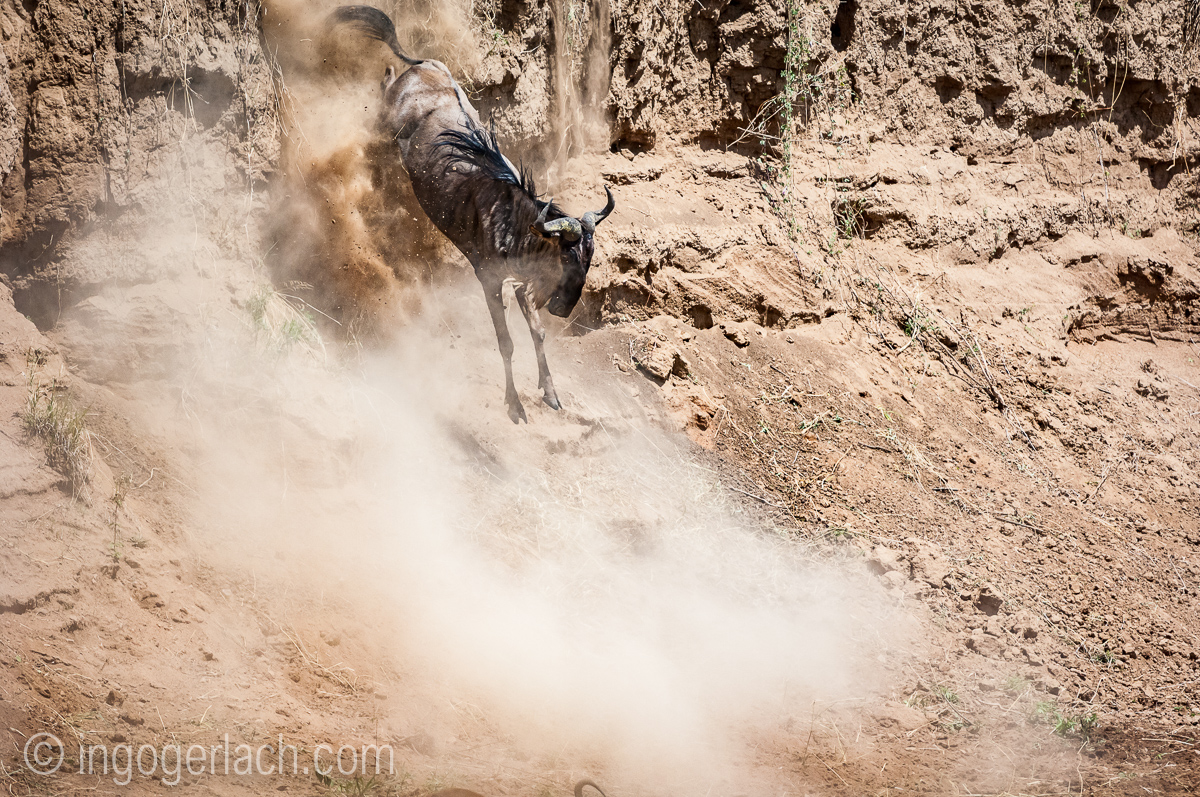wildebeest jump to death_IWG4410
