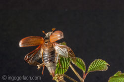 Cockchafer_Maikaefer_IWG8107