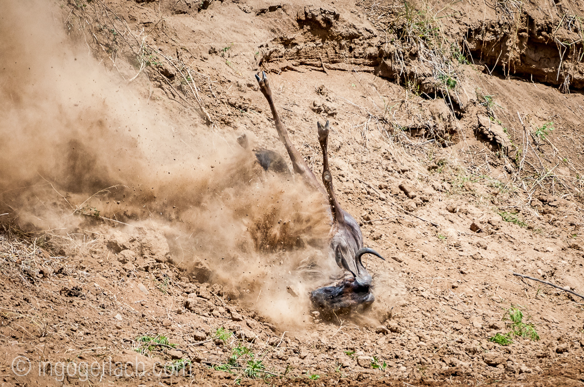 Gnu | Wildebeest_IWG4394