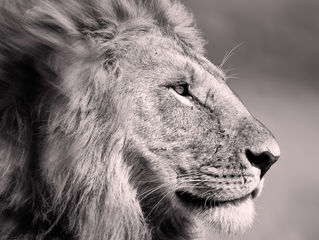 Adventsaktion in meinem Shop...