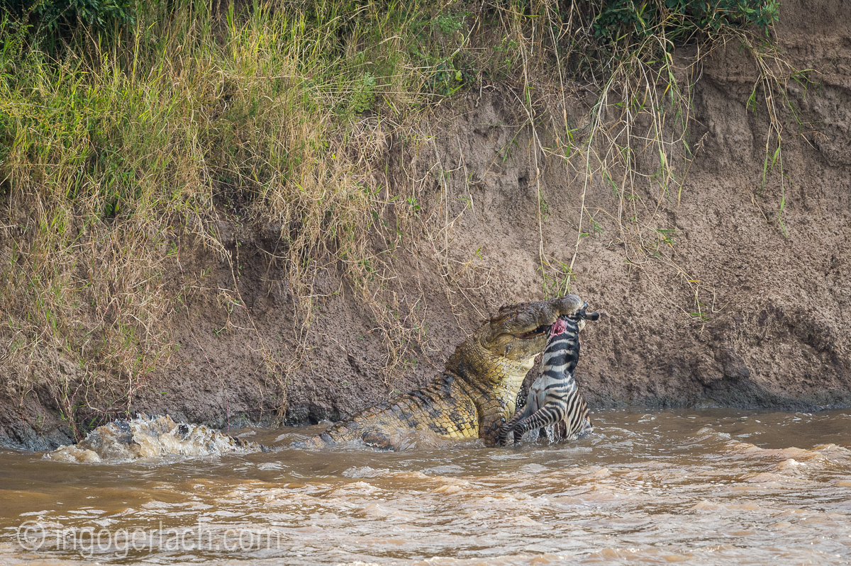 Krokodil frisst Zebra_D4N_5034