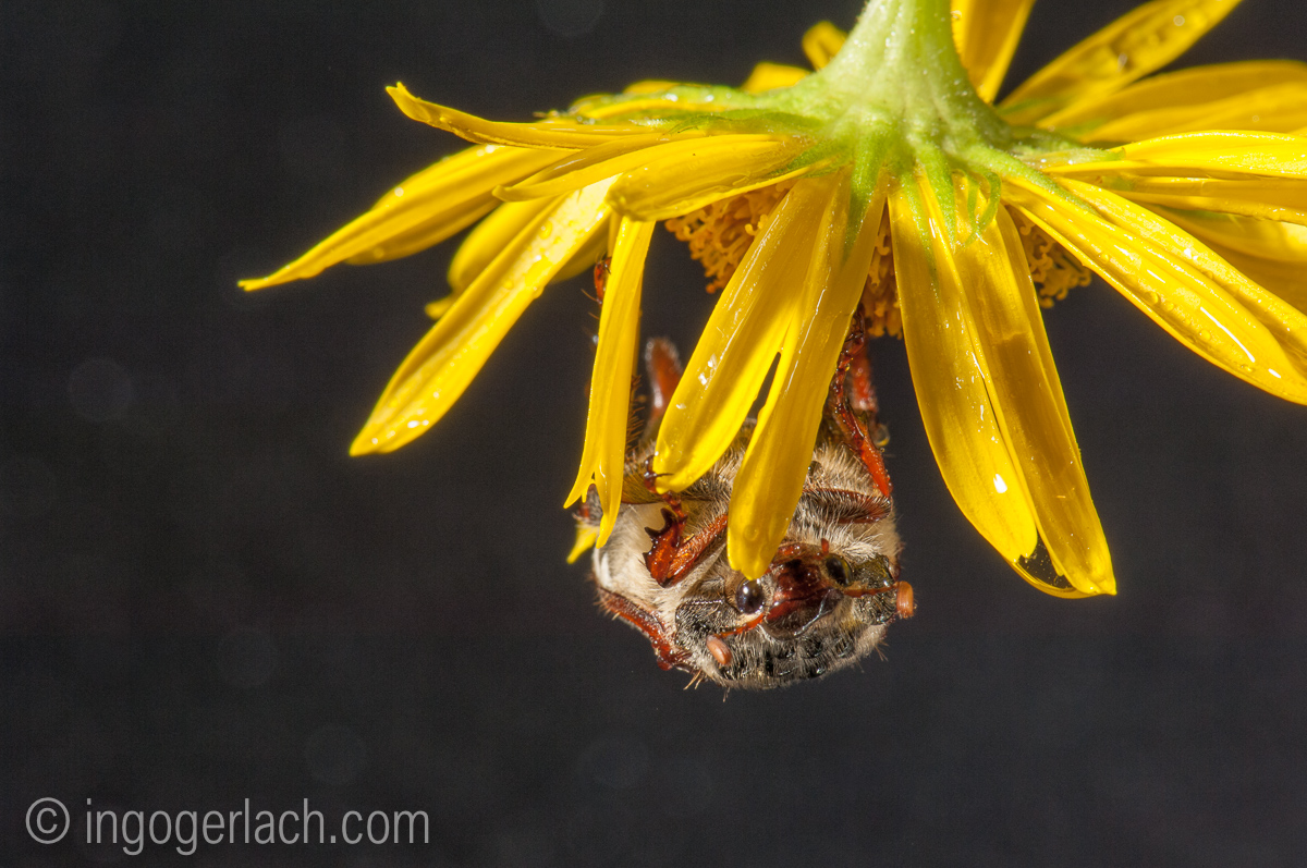 Tiergeschichten von Ingo Gerlach, Maikäfer
