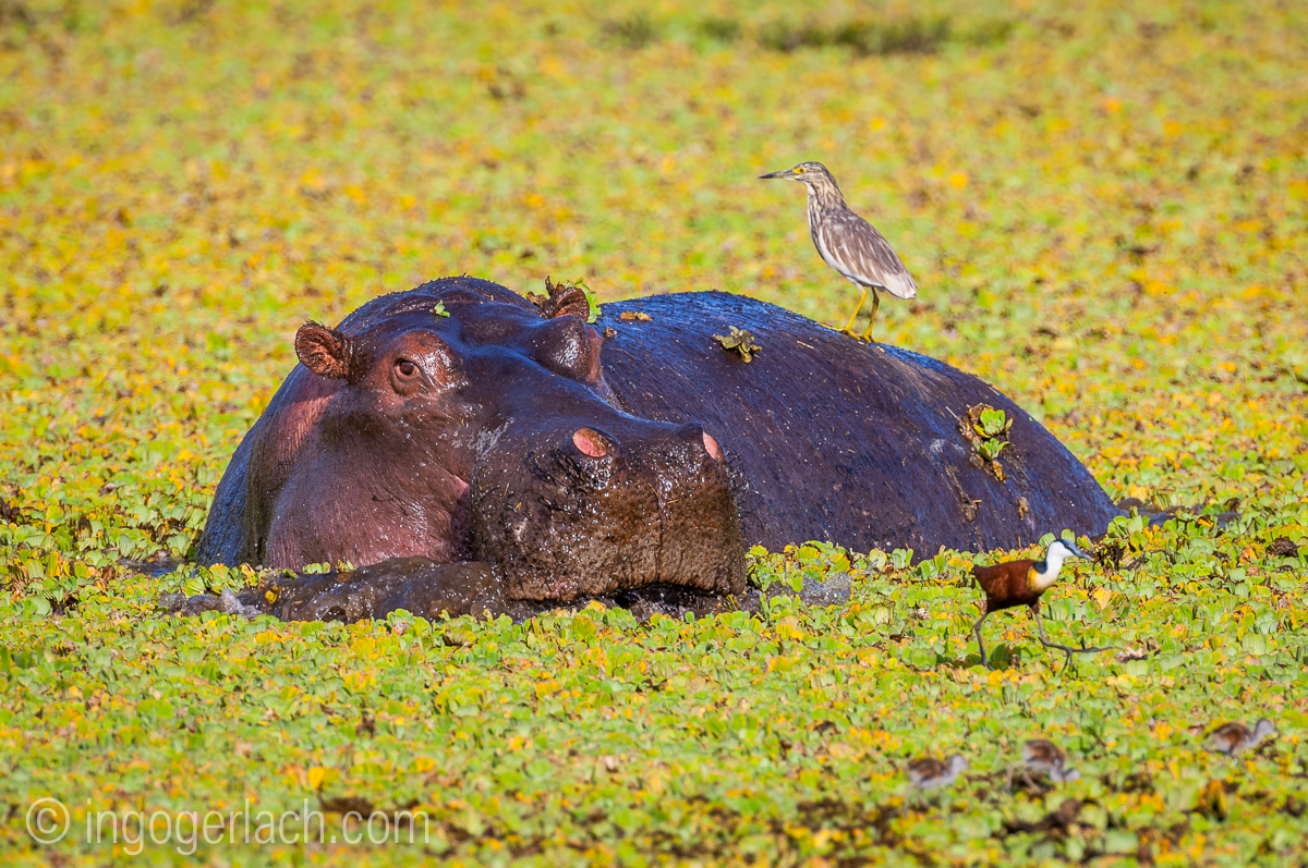 Flusspferd im Salat_IWG0065