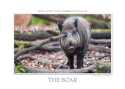 Kalender Das Wildschwein