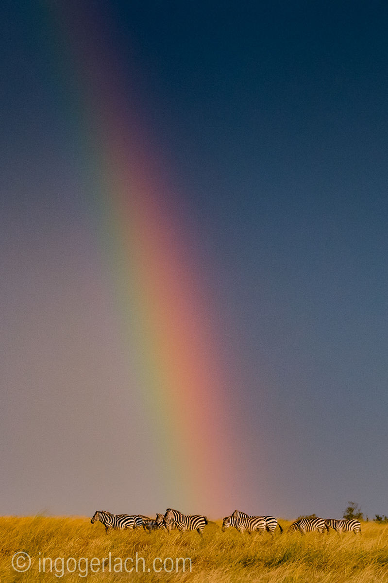 Over the Rainbow_Zebra_D4N_5231